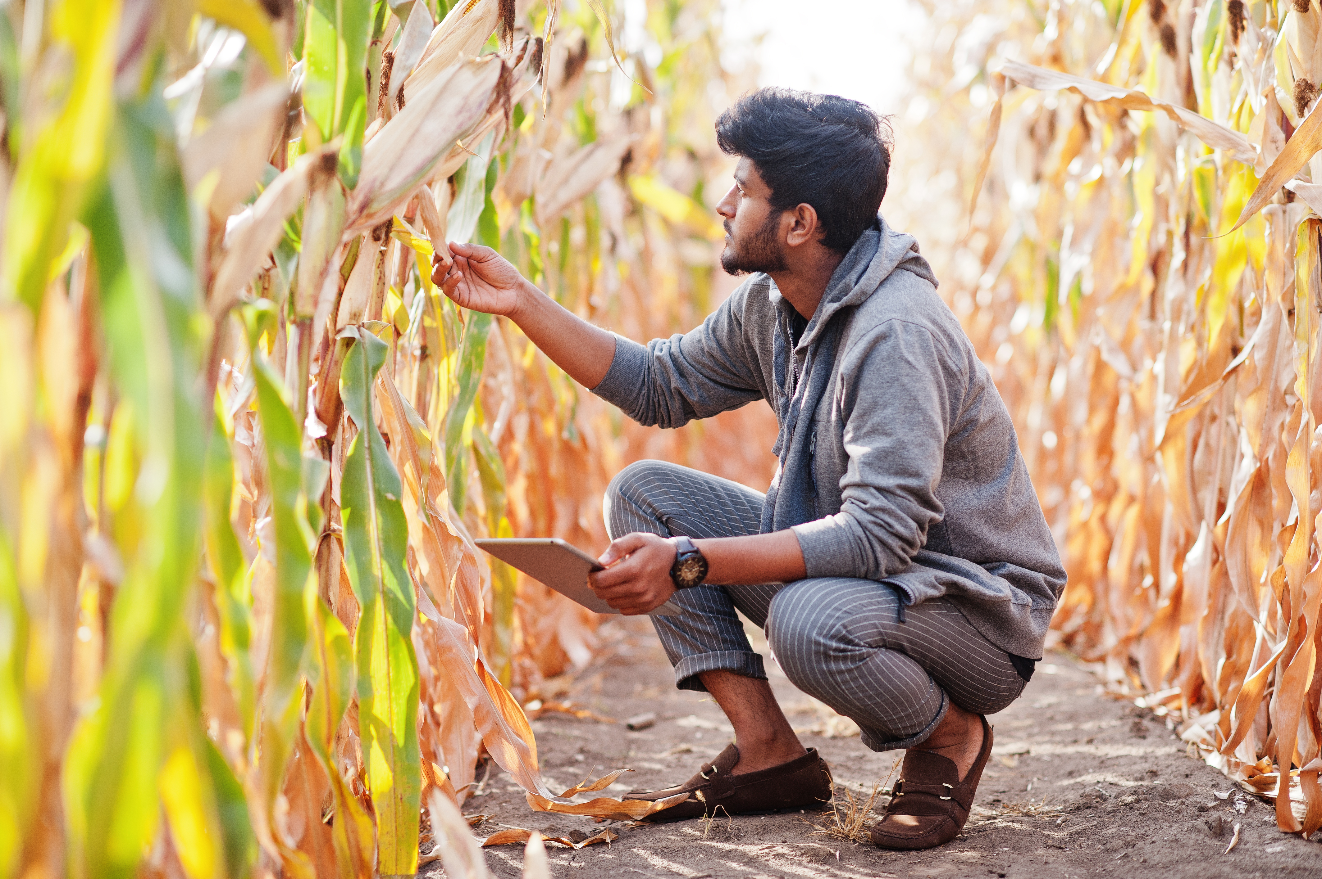Plant Growth Regulators Research