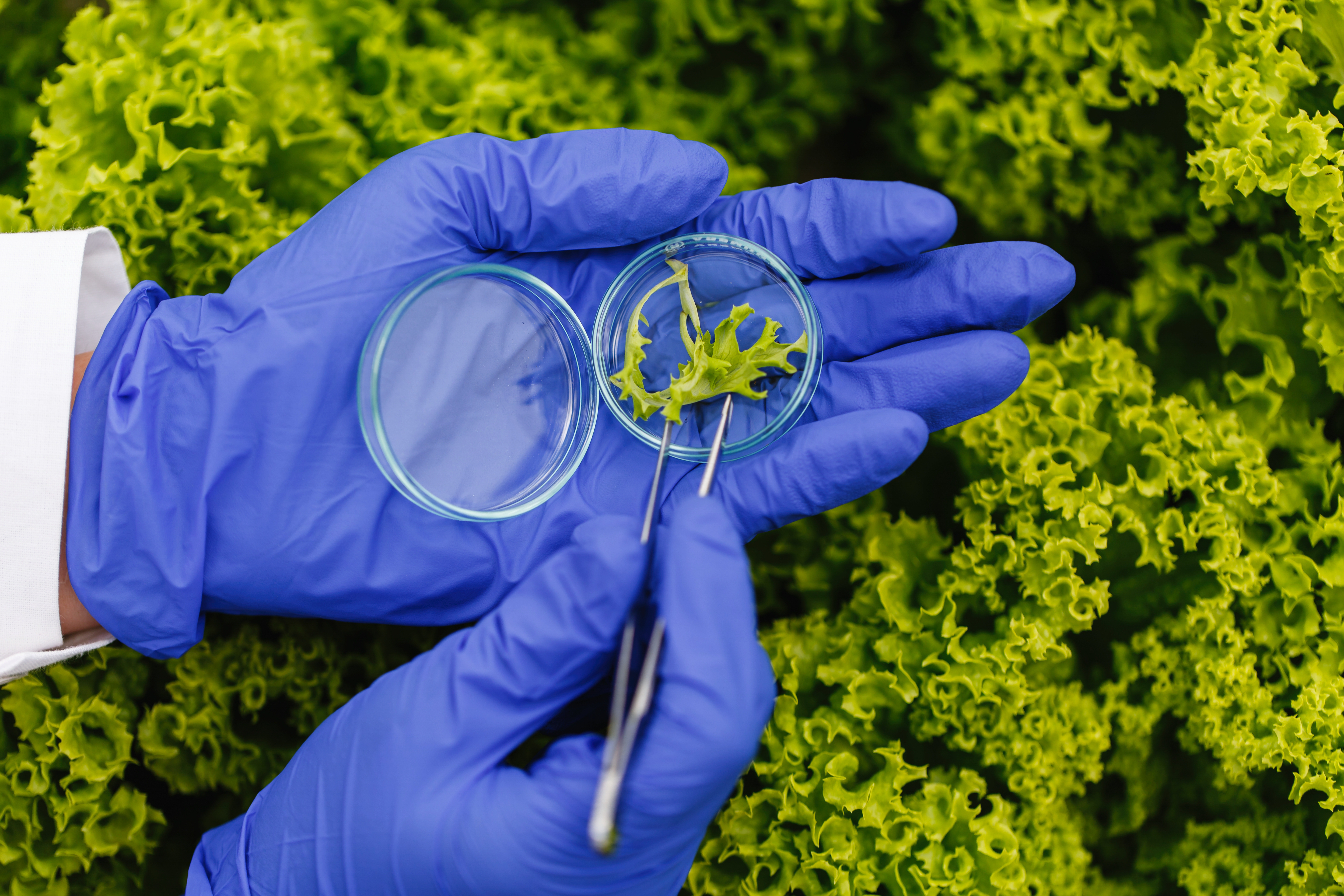 Herbicides Research