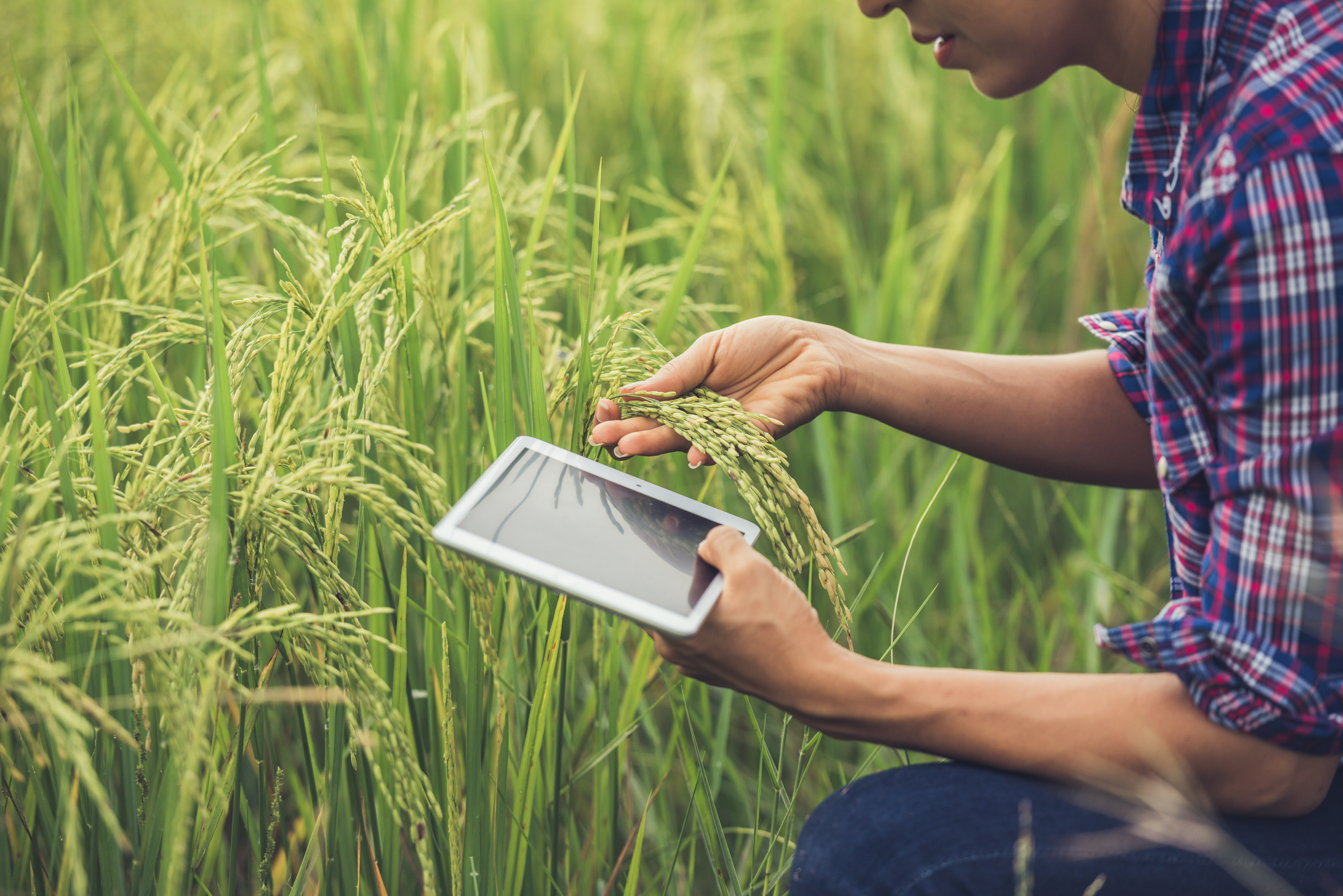 Insecticides Research
