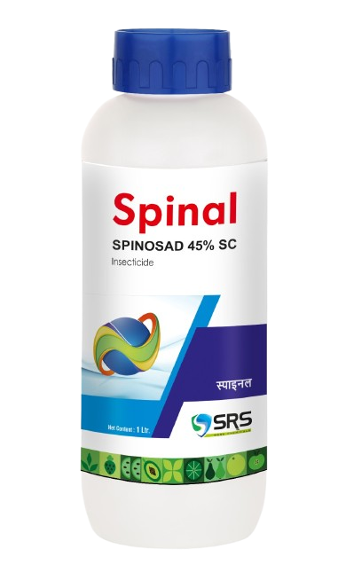 SPINAL